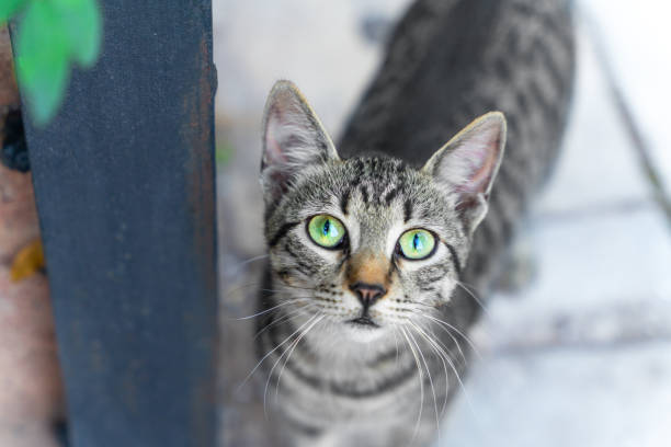 회색 줄무늬 길잃은 고양이는 아래에서 위로 기대 할 정도로 아름다운 녹색 눈을 보입니다. - stray cat 뉴스 사진 이미지