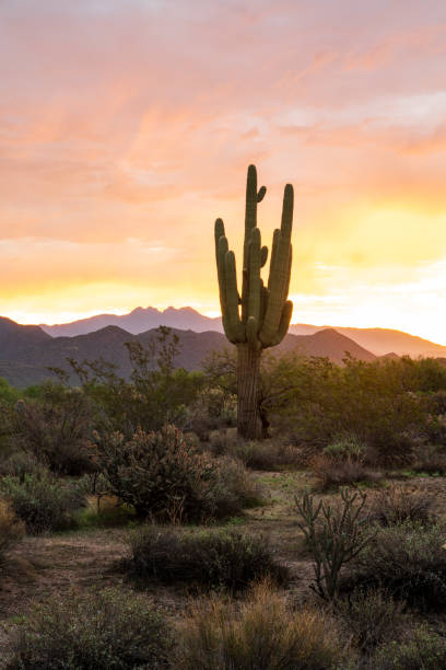 istock Sunrise in the Tonto Forest 1432060943