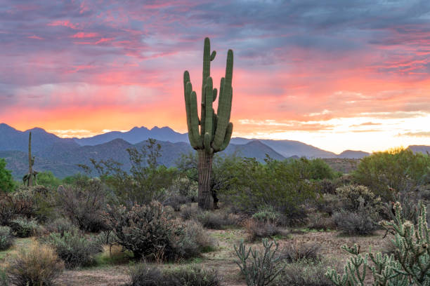 istock Sunrise in the Tonto Forest 1432060944