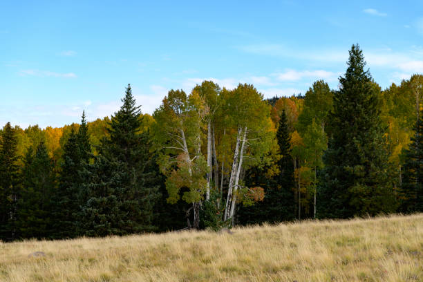 Landscape photograph of Autumn colors in Flagstaff, Arizona on the Aspen Loop Trail