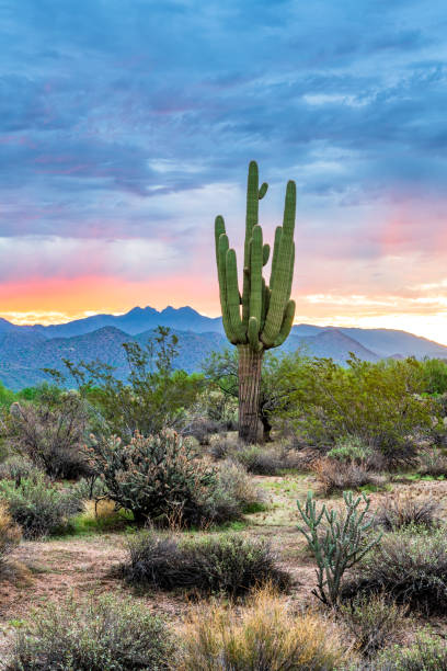 istock Sunrise in the Tonto Forest 1432060954