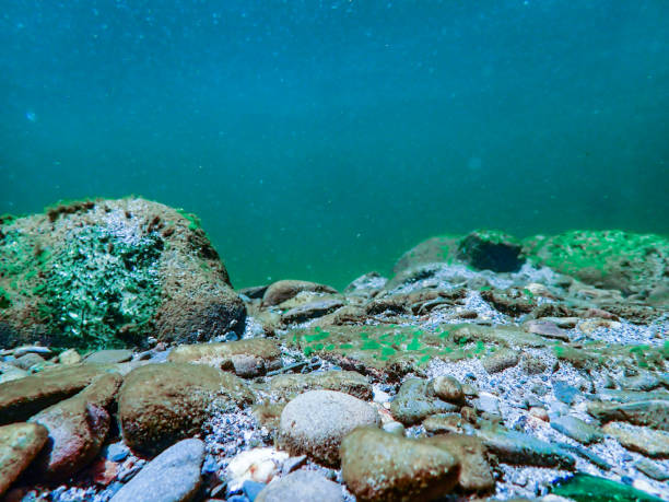 Underwater Landscape stock photo