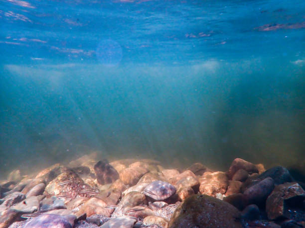Underwater Trout Stream stock photo