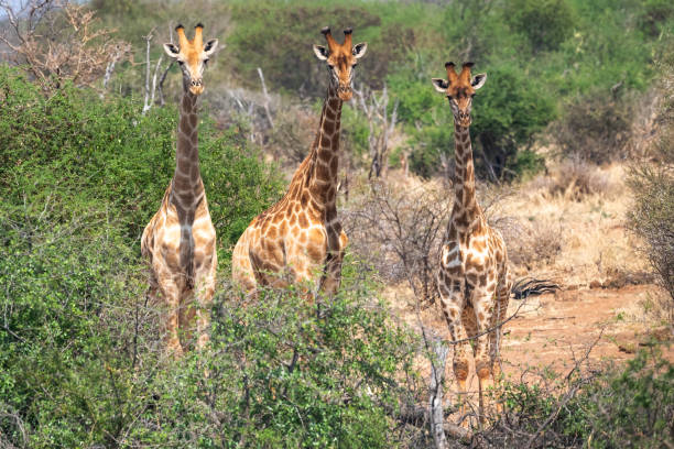 キリンオブザーバー - giraffe south africa zoo animal ストックフォトと画像
