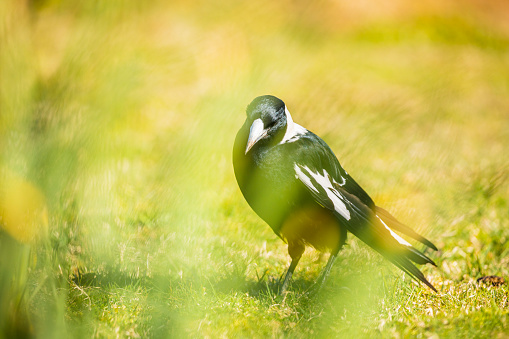 Close up of a Magpie bird feeding in the green grass on a sunny day