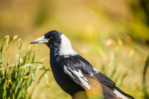 Close up of a Magpie bird feeding in the green grass on a sunny day