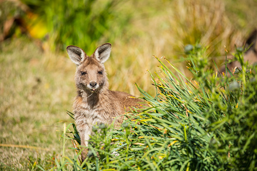 Portrait of a Kangaroo in green Australian bush land
