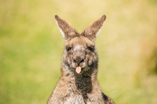 Close up of portrait of a cheeky Kangaroo sticking its tongue out