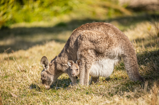 Female Kangaroo feeding on grass with joey in pouch in the sunshine