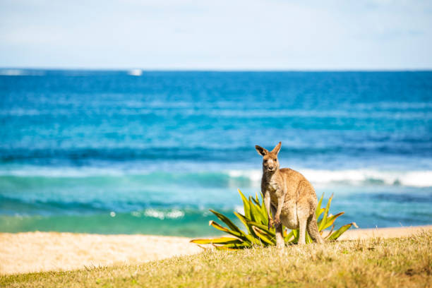 istock Kangaroo standing on grass at the beach on a sunny day 1432064984