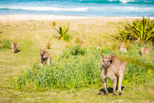 istock Young male Kangaroo standing on grass at the beach on a sunny day 1432065567