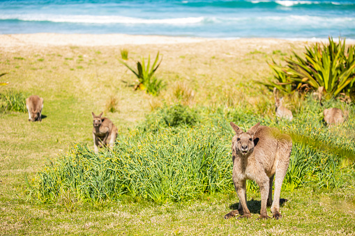 Five Eastern Grey Kangaroos (Macropus giganteus) standing on a grass field in Mount Annan, Sydney, New South Wales, Australia, four looking at the camera. One female with a joey in her pouch.
