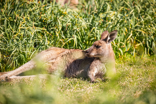 Young male Kangaroo resting on grass on a sunny day