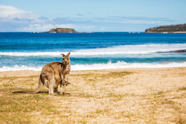 matka kangur z joey na plaży w australii - kangaroo joey marsupial mammal zdjęcia i obrazy z banku zdjęć