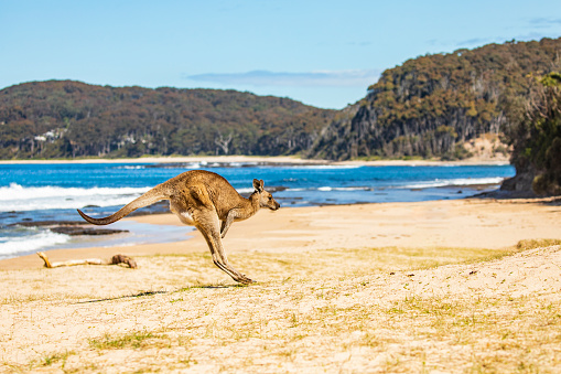 Kangaroo hopping along the beach on a sunny day in Australia