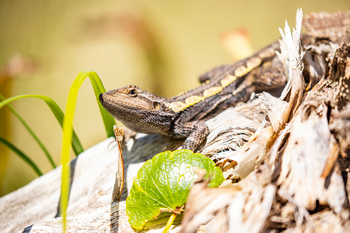 Extreme close up of an Australian lizard species basking in the sun on a log in the bush