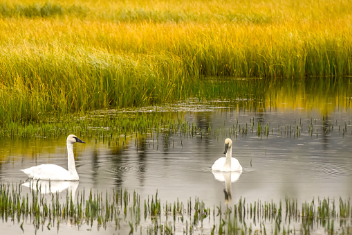 The beauty of Alaskan wildlife can be seen in a marshy area. The swan gracefully glides across the tranquil waters. The tall grasses of Alaskan’s Summer surrounds the scene.