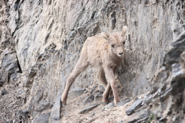 A single Bighorn sheep lamb tentatively climbs a dangerous route up a rocky cliff face, close-up.  The lamb is center frame in a horizontal composition, hugging the gray cliff-face wall, leaning into it, legs splayed somewhat to maintain balance on the treacherous route.  It is facing the camera.  The entire scene is in shades of gray and cream/tan.