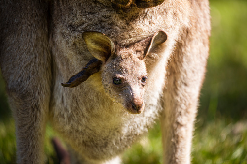 Mother kangaroo with young smiling joey in pouch on a sunny day in the Australian bushland