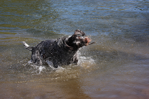 A single Wirehaired Pointing  Griffon dog shakes off water while standing belly deep in a lake.  The dog is just left of center frame in a horizontal composition, close up.  The surrounding water is brown to blue-green.  The dog is steel gray and brown, and is very much in motion blur.