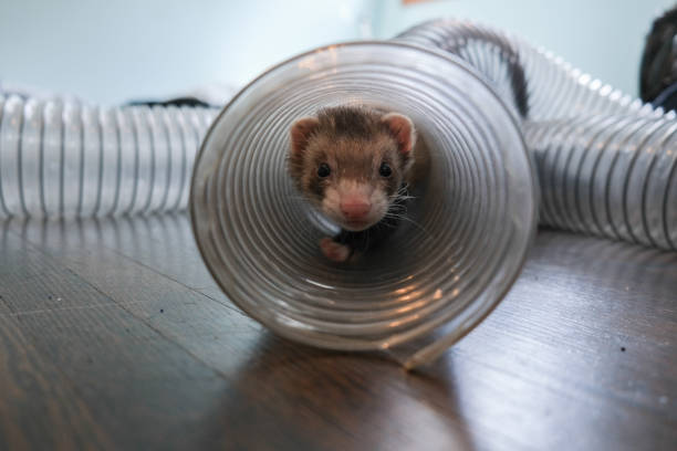 istock cinnamon mask brown ferret crawling through tube 1432071608