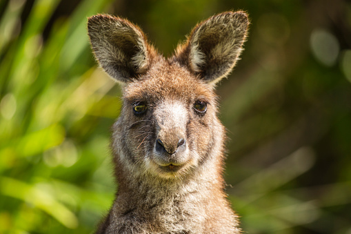 Close up of portrait of a Kangaroo in green Australian bush land