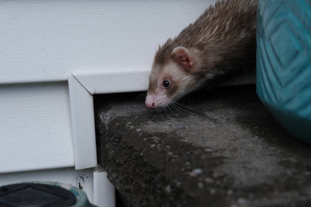 istock Ferret exploring the outdoors 1432072210