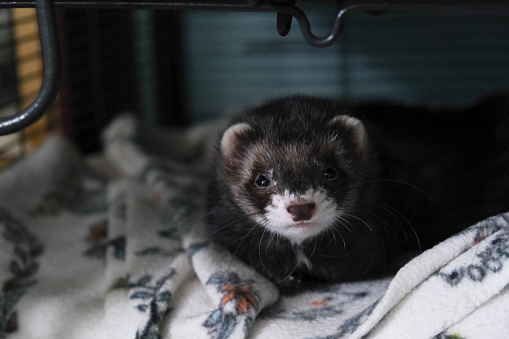 A black ferret lays in her cage as she looks into the camera. She is cuddled up in her blankets as she awaits to have playtime.