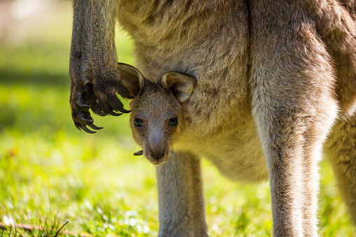 Mother kangaroo with young joey in pouch on a sunny day in the Australian bushland