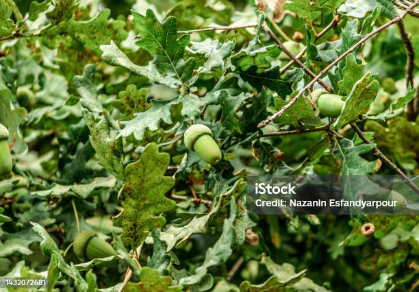 Green Acorn Or Oaknut On The Tree Stock Photo - Download Image Now - Acorn, Autumn, Branch - Plant Part