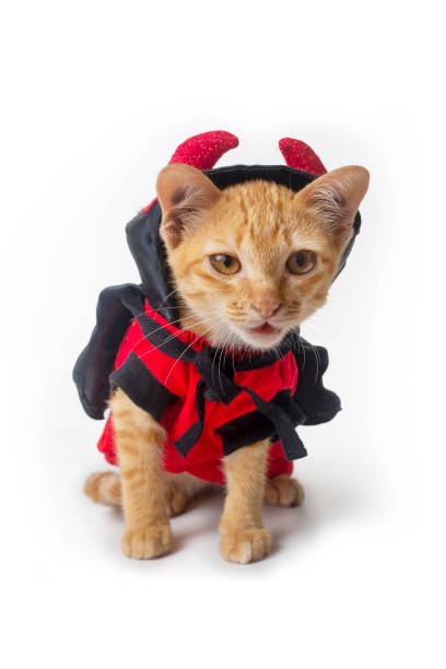 istock Young kitty cat wearing devil costume for halloween on white background. 1432073476