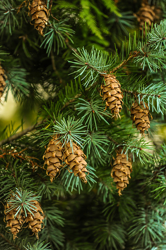 Pine branch with pine cones in the forest.