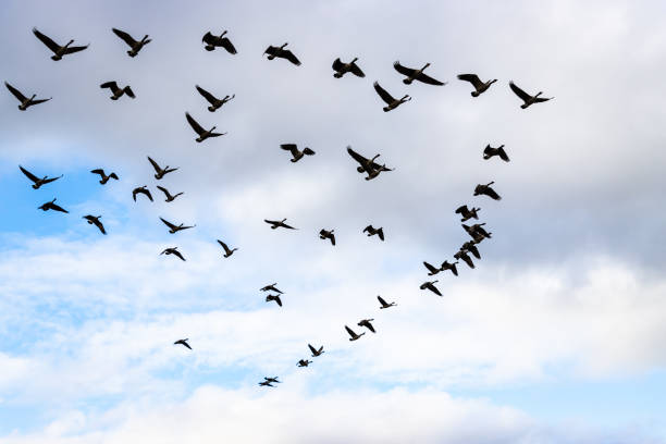 Migration of Canada geese in flight in autumn. Cloudy sky.
