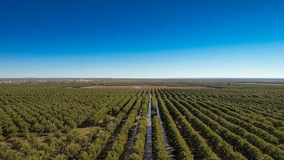 Pecan trees - agricultural fields in Texas, USA