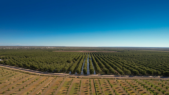 Pecan trees fields in Texas, USA
