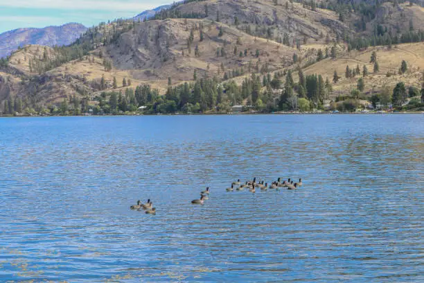 A group of young ducks swimming on Skaha Lake, Okanagan Falls, Okanagan Valley, British-Columbia, Canada