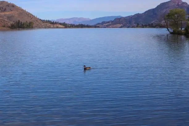 A single duck swimming on Skaha Lake, view on the mountains in the background, Okanagan Falls, Okanagan Valley, British-Columbia, Canada