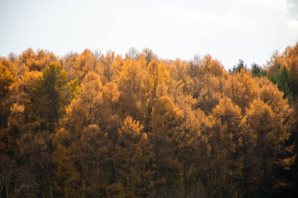 Golden autumn larch forest that reflects the sun's rays