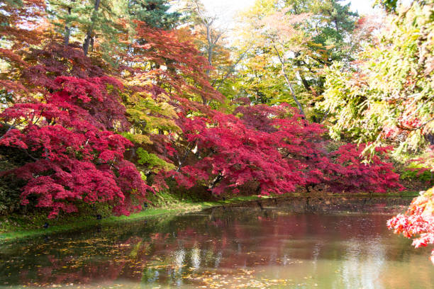 istock Red maple reflecting on the surface of the water 1432093281