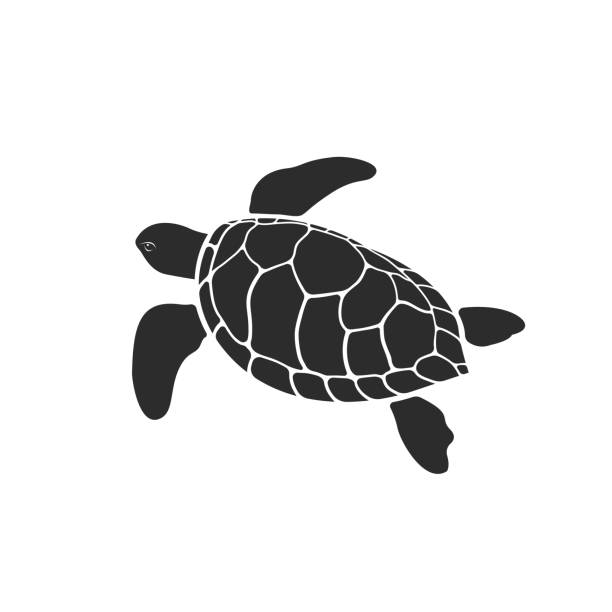 ilustrações, clipart, desenhos animados e ícones de vetor de desenho de tartaruga em fundo branco. ilustração vetorial em camadas fácil de edição. animais selvagens. - tartaruga