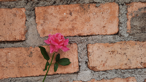 Pink roses on a cream colored brick wall