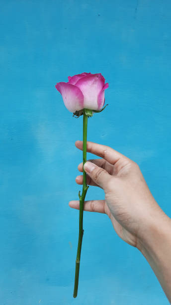 istock A pink rose with right hand on a blue background 1432093866