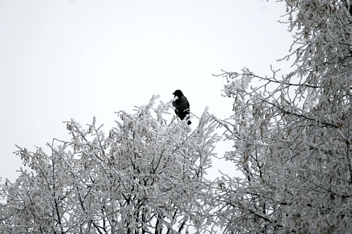 Winter landscape with snow