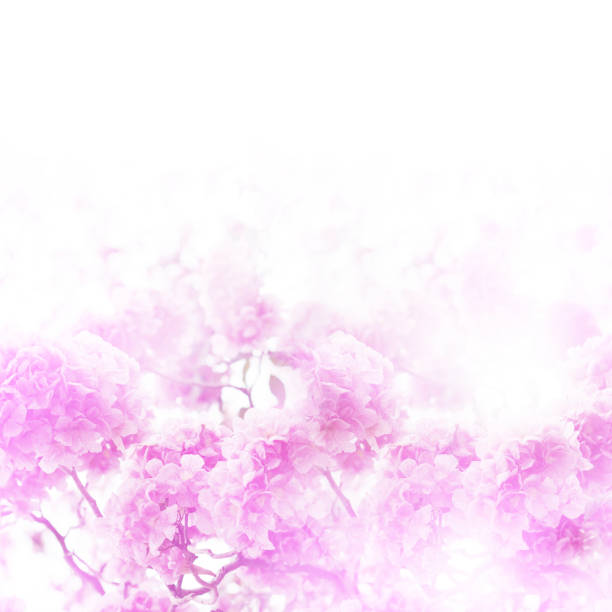 istock Floral backdrop of pink flowers over white background. 1432100148