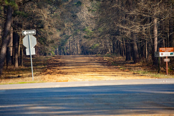 Dirt Road Leading into the National Catahoula Wildlife Management Preserve stock photo