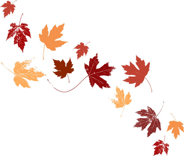 herbst-ahornblätter, orangefarbenes herbstblatt, thanksgiving- oder halloween-transparentelement in orangerot und gelben herbstfarben, saisonale cliparts oder designelemente für bordüren- oder hintergrundillustrationen - herbstlaub stock-grafiken, -clipart, -cartoons und -symbole