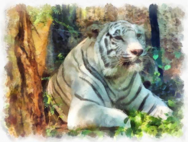 istock white tiger watercolor style illustration impressionist painting. 1432103926