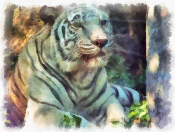 istock white tiger watercolor style illustration impressionist painting. 1432103952