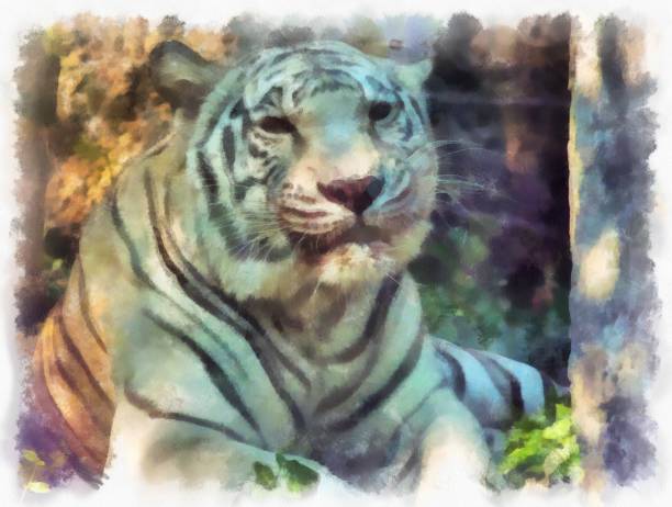 istock white tiger watercolor style illustration impressionist painting. 1432104519