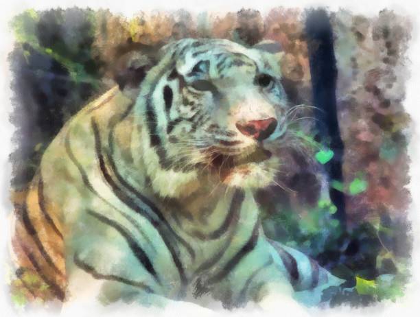 istock white tiger watercolor style illustration impressionist painting. 1432104797